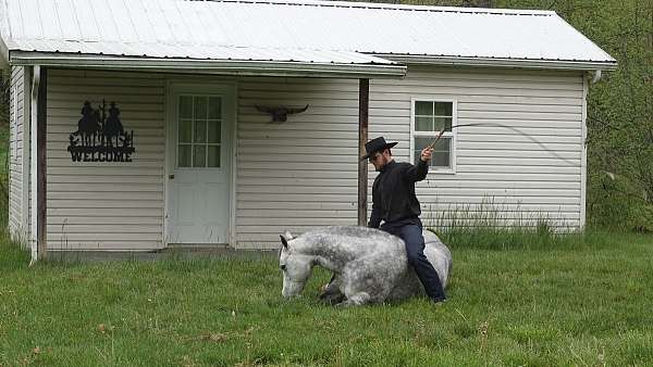 ridden-western-quarter-horse