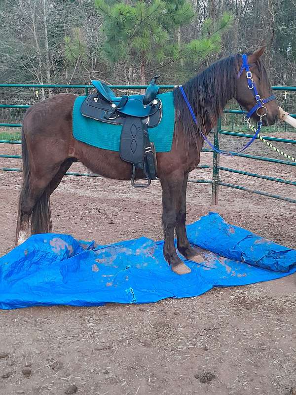 endurance-kentucky-mountain-horse