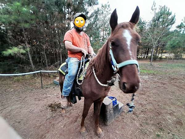 gaited-tennessee-walking-horse