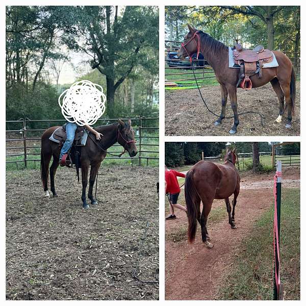 athletic-weanling-yearling