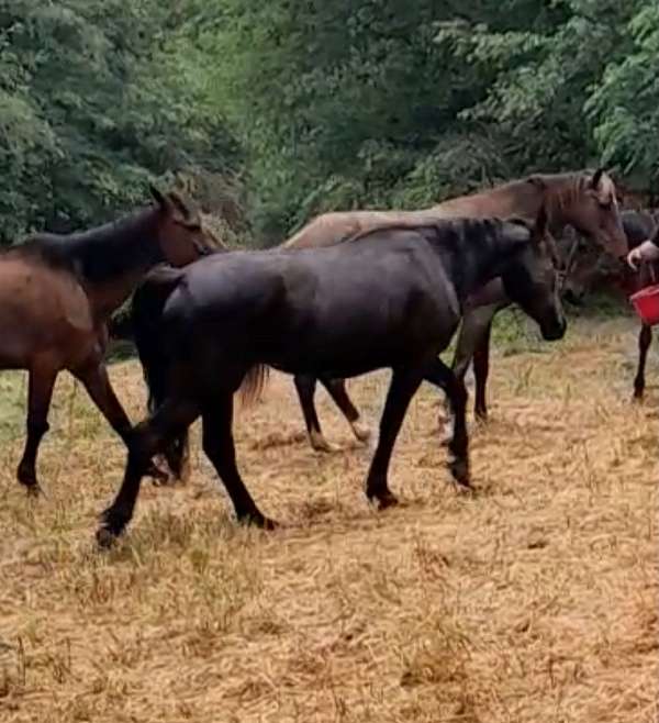 black-rescue-started-under-saddle-horse