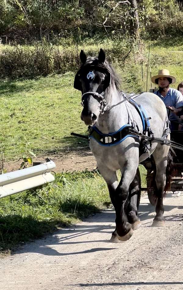 blue-roan-phaoa-stallion