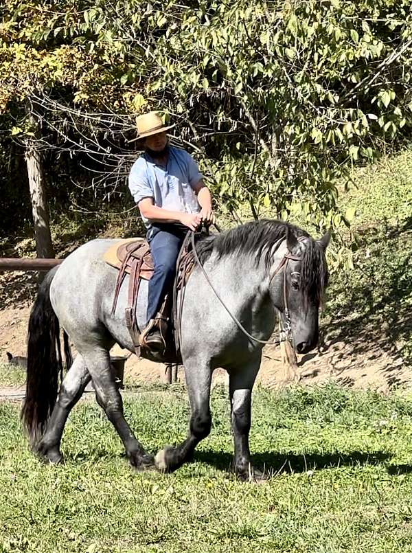 blue-roan-phaoa-horse