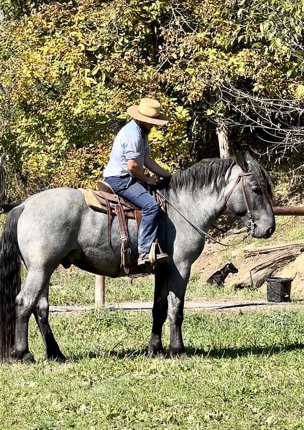 phaoa-percheron-stallion