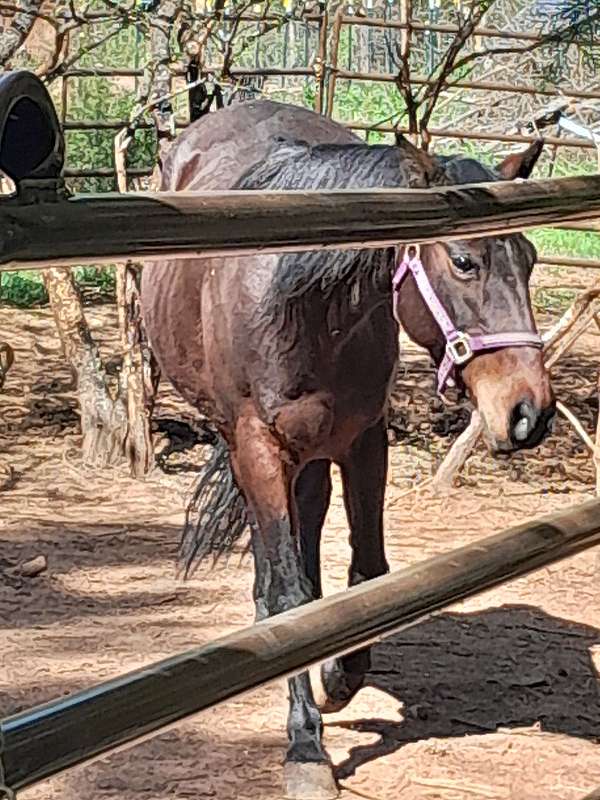 therapy-western-riding-horse