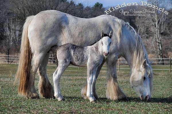 sabino-import-horse