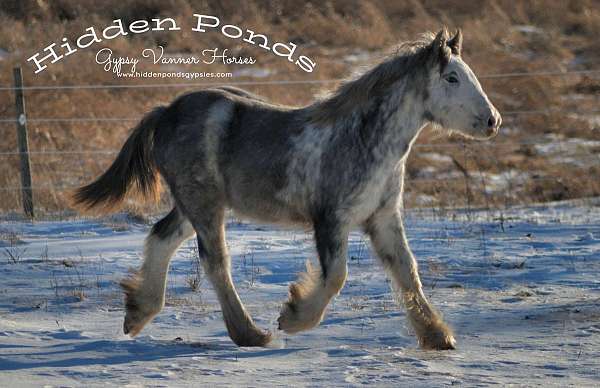 record-gypsy-vanner-horse