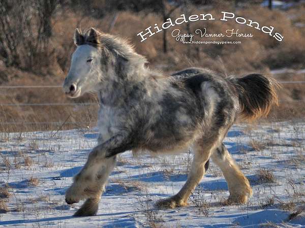 roman-gypsy-vanner-horse