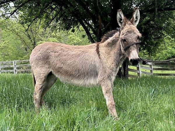 companion-cross-miniature-horse