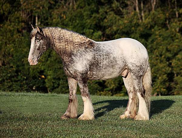 appaloosa-gypsy-vanner-horse