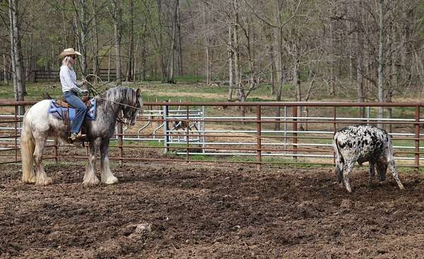 ropes-gypsy-vanner-horse
