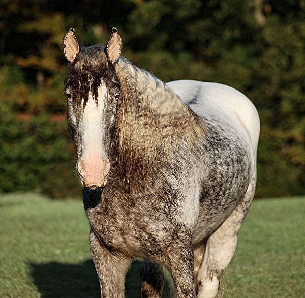 grey-roan-horse