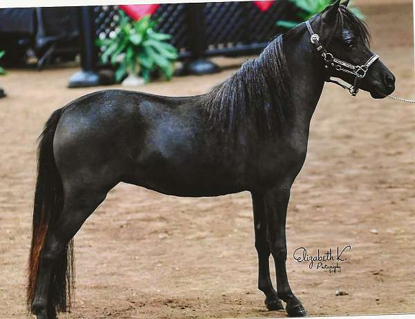 show-home-filly