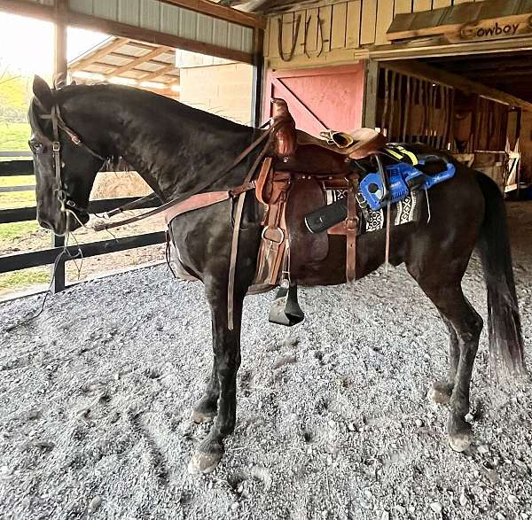 black-tennessee-walking-gelding