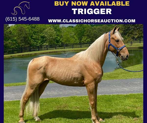 buy-now-missouri-fox-trotter-horse