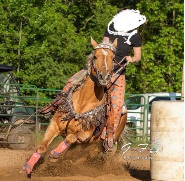 palomino-quarter-horse