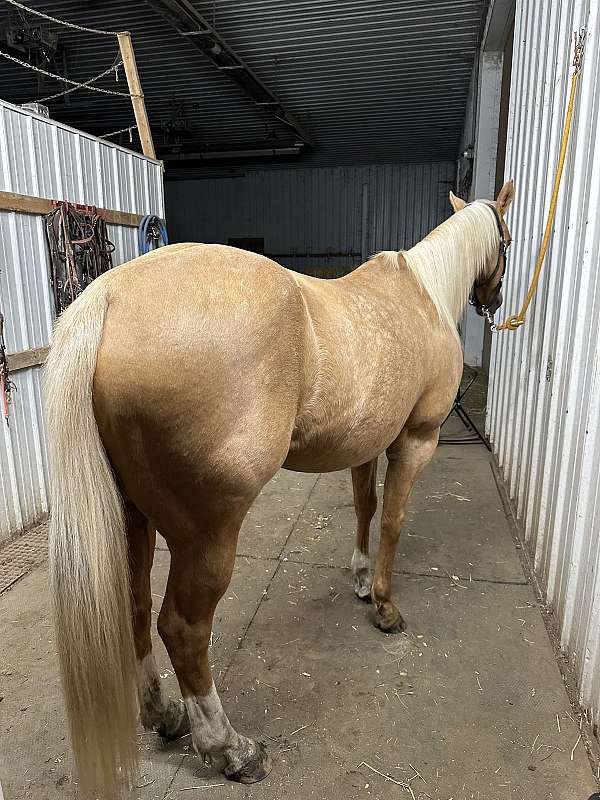 barrel-racing-quarter-horse