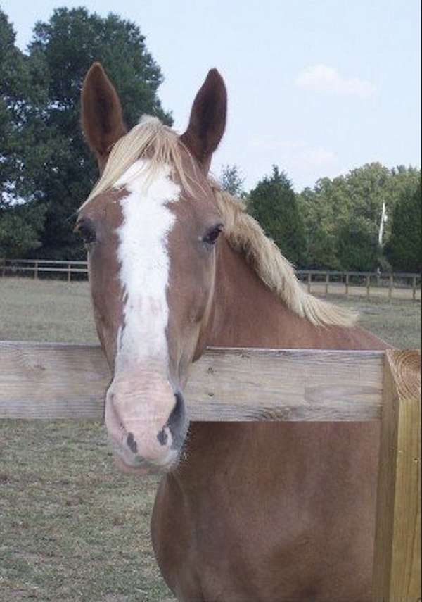 companion-draft-draft-thoroughbred-horse