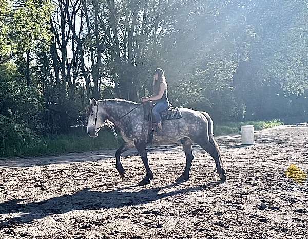 all-around-andalusian-horse