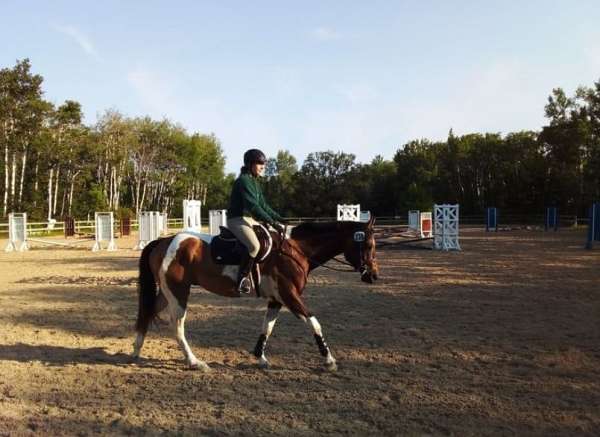 pinto-all-around-beginner-horse
