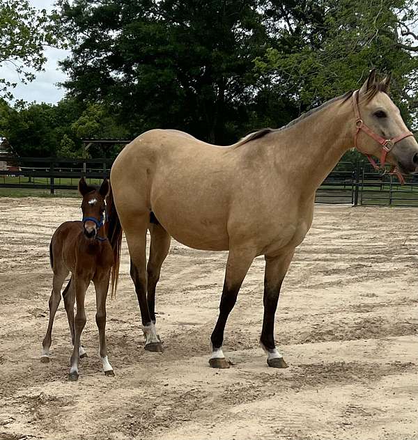 aqha-points-filly