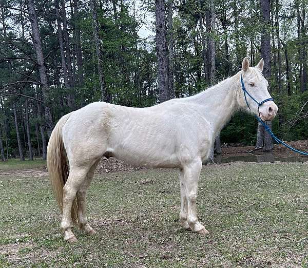 blue-eyed-ranch-horse