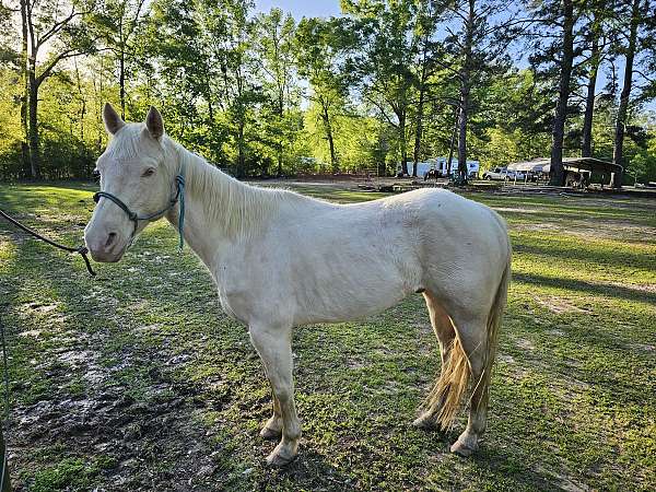 quarter-horse-gelding