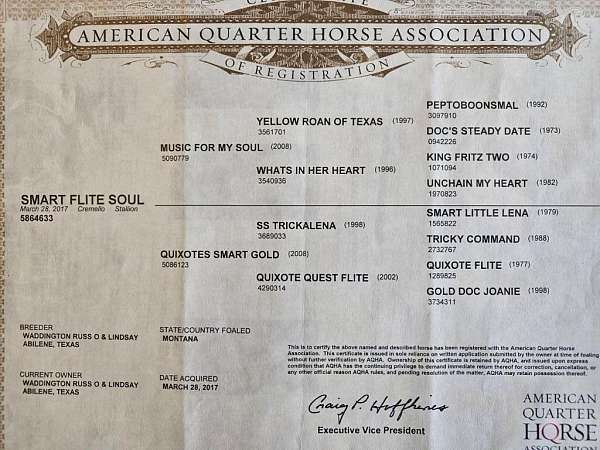 quarter-horse-for-sale