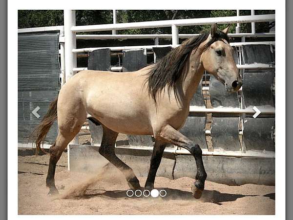 mustang-gelding