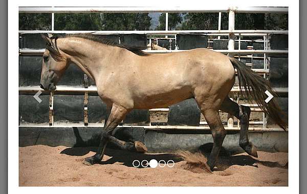 mustang-horse-for-sale