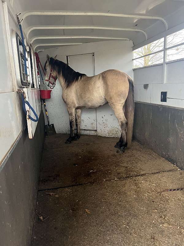 blanket-mustang-horse