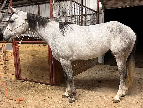 smooth-trail-horse-quarter