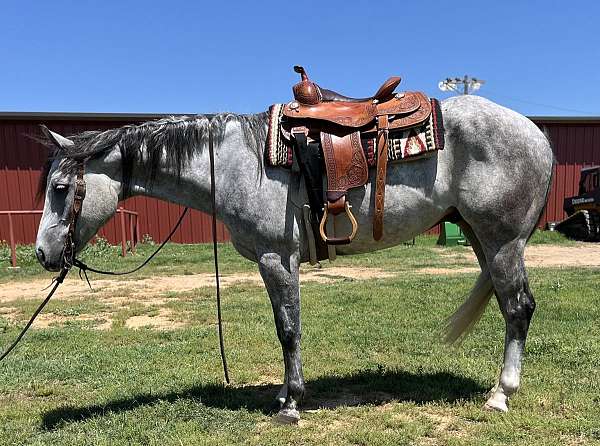 smooth-trail-horse