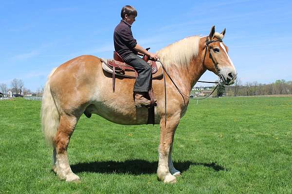 draft-belgian-horse