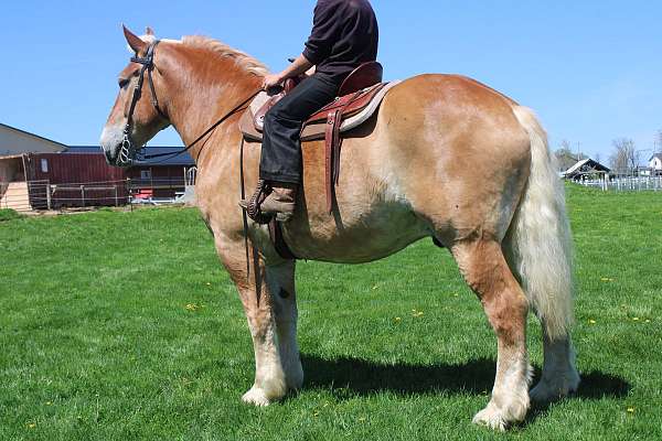 mounted-patrol-belgian-horse