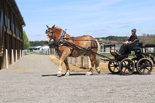 pleasure-driving-belgian-horse