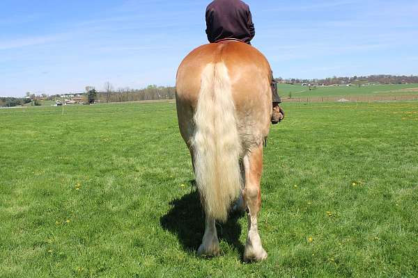 trail-belgian-horse