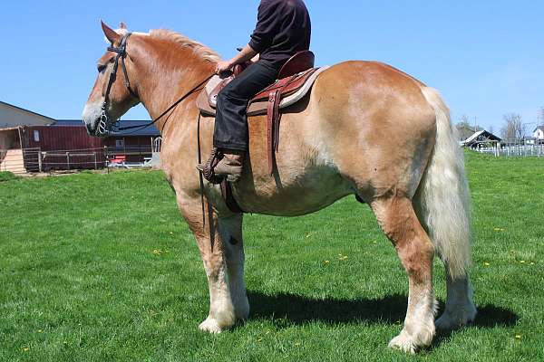 trail-riding-belgian-horse