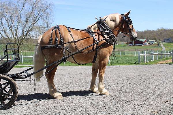 sorrel-belgian-gelding