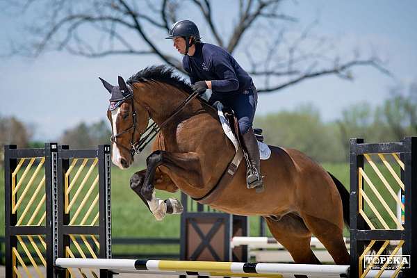 equitation-mare-yearling