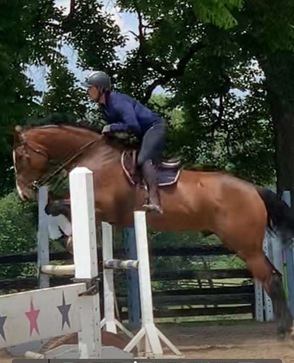 age-hanoverian-horse