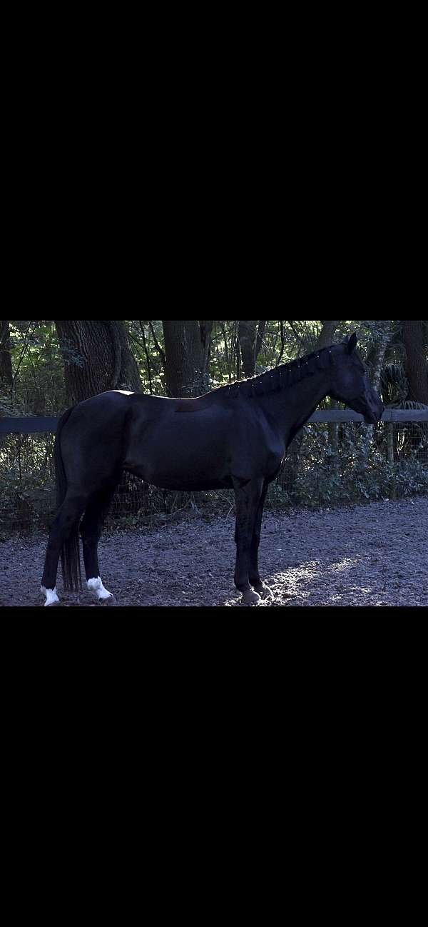 bareback-warmblood-horse