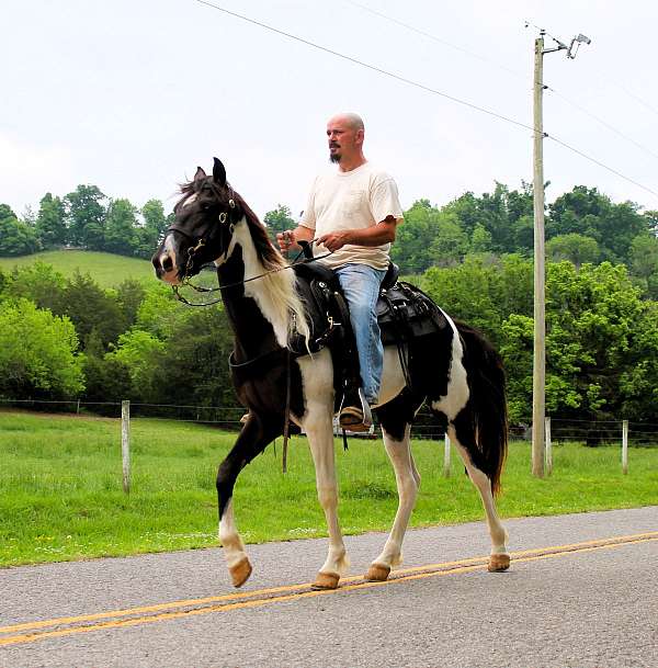 mcnatt-farm-spotted-saddle-horse