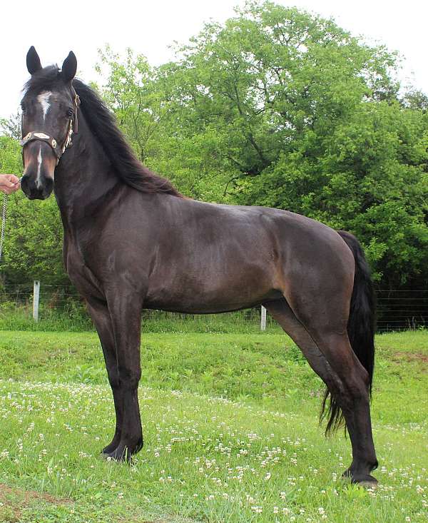 stud-colt-for-sale-tennessee-walking-horse