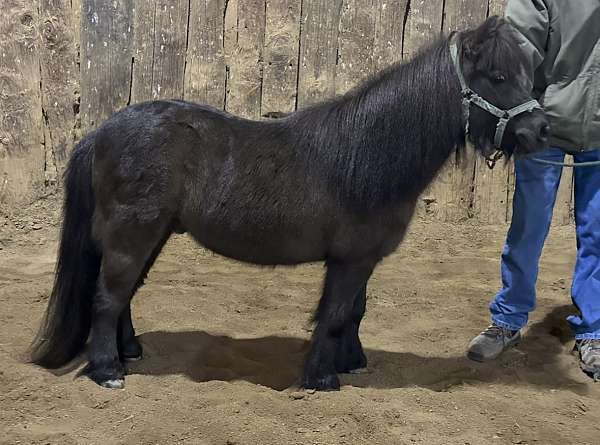 bay-gelding-miniature-horse