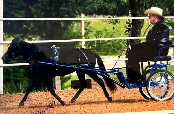 double-registered-miniature-horse