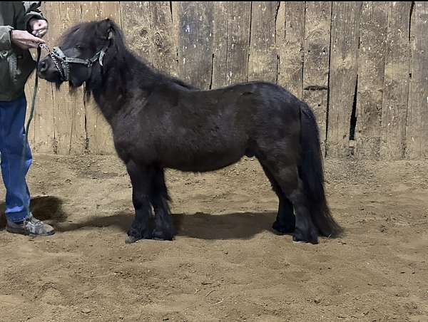 wife-miniature-horse