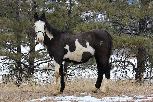 draft-spotted-colt-yearling