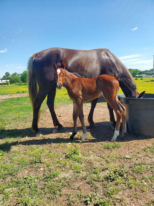 bay-roan-twhbea-colt