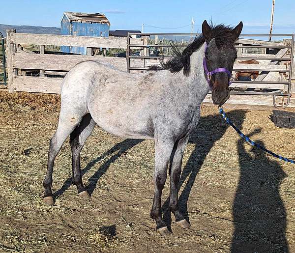 dam-missouri-fox-trotter-horse